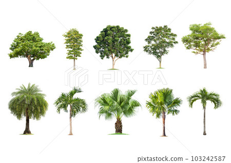 tree and palm isolated on white background ,The collection of trees. Large trees database Botanical garden organization elements of Asian nature in Thailand, tropical trees isolated used for design, 103242587