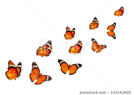 Beautiful monarch butterfly isolated on white background. Set of Big Monarch butterflies, isolated on white background. Tawny Coster (Acraea violae) Acraea terpsicore. 103242609