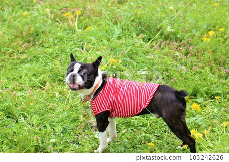 A smiling Boston Terrier staring cutely in a field of blooming dandelions ♡ Mighty-kun A smiling Boston Terrier staring cutely in a field of blooming dandelions ♡ Mighty-kun 103242626