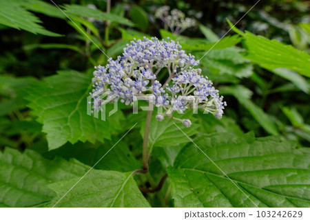 Blooming Hydrangea macrophylla without ornamental flowers Blooming Hydrangea macrophylla without ornamental flowers 103242629