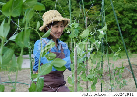 一位中年婦女正在地裡收豌豆 一位中年婦女正在地裡收豌豆 103242911