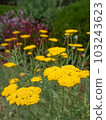 在美國花壇中的 Achillea millefolium 103243623