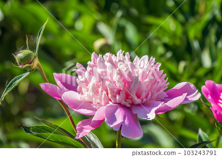 Pink peonies in the garden. Blooming pink peony. Closeup of beautiful pink Peonie flower. Natural floral background. Pink peonies in the garden. Blooming pink peony. Closeup of beautiful pink Peonie flower. Natural floral background. 103243791