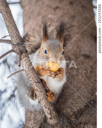 The squirrel with nut sits on tree in the winter or late autumn 103243886
