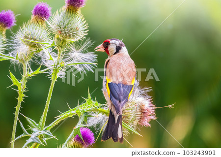 European goldfinch, feeding on the seeds of thistles. Carduelis carduelis. European goldfinch, feeding on the seeds of thistles. Carduelis carduelis. 103243901