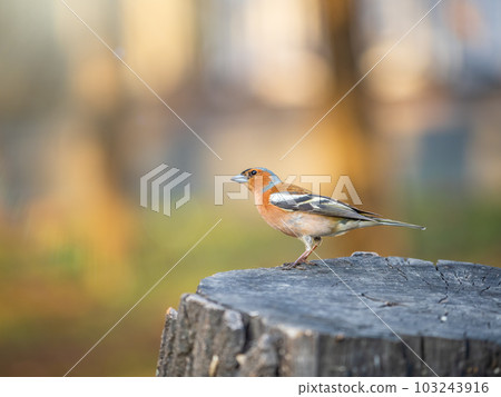 Common chaffinch, Fringilla coelebs, sits on a tree. Common chaffinch in wildlife. Common chaffinch, Fringilla coelebs, sits on a tree. Common chaffinch in wildlife. 103243916