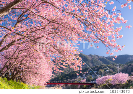<<靜岡縣>>河津町河津櫻花盛開的風景 103243973