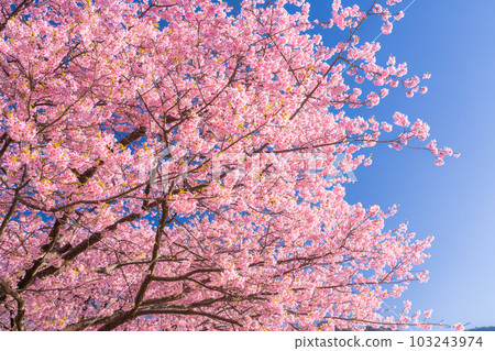 <<靜岡縣>>河津町河津櫻花盛開的風景 103243974