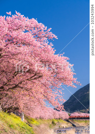 <<靜岡縣>>河津町河津櫻花盛開的風景 103243994