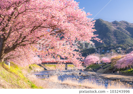 <<Shizuoka Prefecture>> Scenery of Kawazu cherry blossoms in full bloom, Kawazu Town <<Shizuoka Prefecture>> Scenery of Kawazu cherry blossoms in full bloom, Kawazu Town 103243996