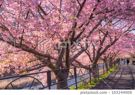 <<Shizuoka Prefecture>> Scenery of Kawazu cherry blossoms in full bloom, Kawazu Town 103244009