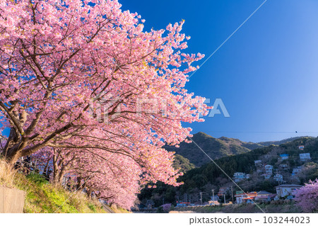 <<Shizuoka Prefecture>> Scenery of Kawazu cherry blossoms in full bloom, Kawazu Town 103244023