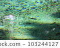 Clear green spring water pond - Benten Pond in Beppu, Yamaguchi Prefecture 103244127