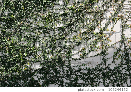 green ivy leaves on urban white brick wall with sunligth and shadow green ivy leaves on urban white brick wall with sunligth and shadow 103244152