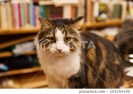 Bookstore cat with shelves of old books 103244199