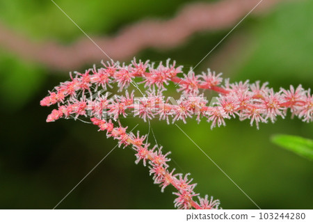 red hemp wild grass 103244280
