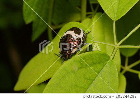Red stink bug 5th instar larva Insect 103244282