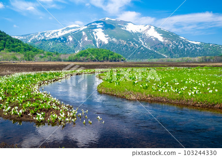 花開的尾瀨沼澤 3 103244330