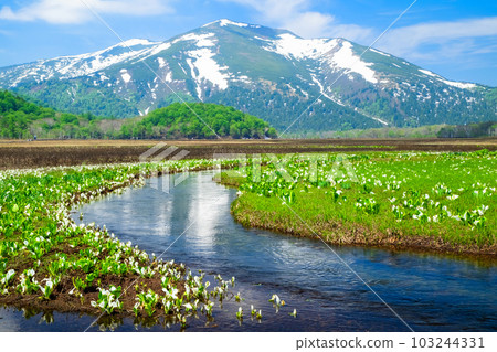 花開的尾瀨沼澤 4 花開的尾瀨沼澤 4 103244331