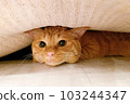 cat under the mat 103244347