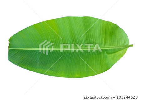 Green banana leaf isolated on white background. Object with clipping path. Green banana leaf isolated on white background. Object with clipping path. 103244528