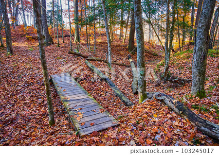 Small hiking bridge in forest over dry creek with ground covered in orange leaves 103245017
