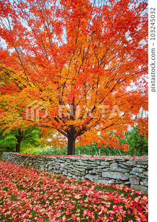 Stunning orange-leafed fall tree by orchard and stone wall with leaves everywhere Stunning orange-leafed fall tree by orchard and stone wall with leaves everywhere 103245032