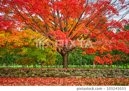 Stone wall and orange-leafed tree in front of apple orchard in peak fall Stone wall and orange-leafed tree in front of apple orchard in peak fall 103245033