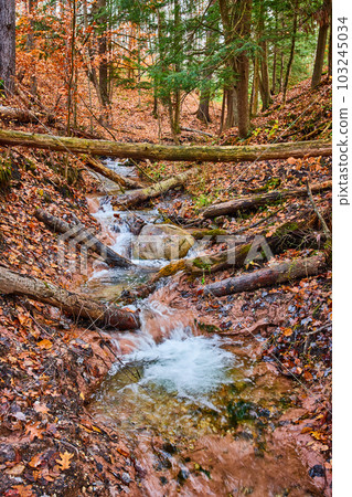 Stunning fall forest river creek through clay with clear water and fallen logs 103245034