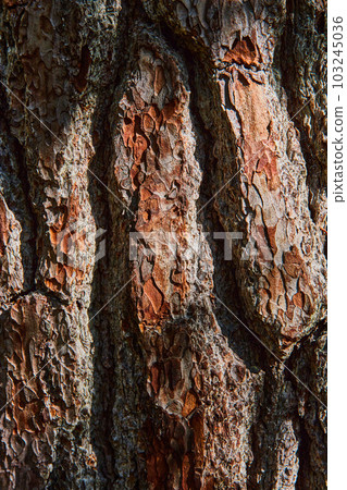 Straight on vertical view of thick brown tree bark texture 103245036