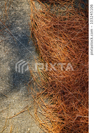 Old cement and dead pine needles texture asset 103245106