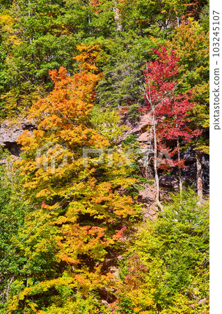 New York fall forest patch in cliffs with colorful yellow, orange, and red trees New York fall forest patch in cliffs with colorful yellow, orange, and red trees 103245107