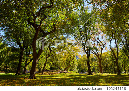 Peaceful cleaned forest landscape in Central Park with fall leaves on ground Peaceful cleaned forest landscape in Central Park with fall leaves on ground 103245118