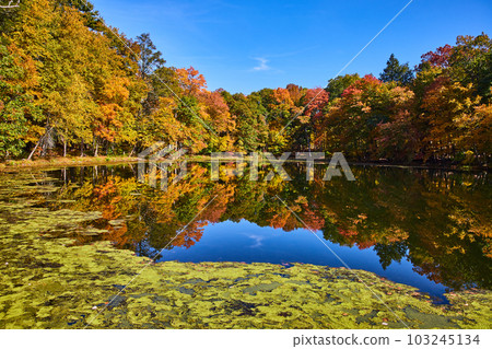 Peak fall forest surrounds pond with blue sky and algae Peak fall forest surrounds pond with blue sky and algae 103245134