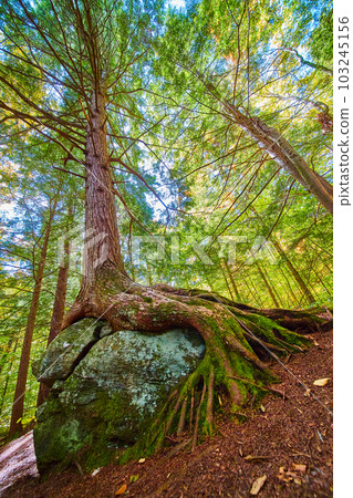 Lush green forest tree growing over boulder with exposed roots looking up from ground level Lush green forest tree growing over boulder with exposed roots looking up from ground level 103245156