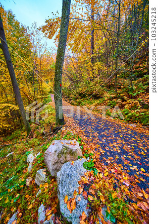 Hiking path on trail covered in fall leaves going through forest 103245218