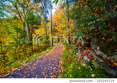 Hiking path in forest during peak fall and covered in leaves 103245219