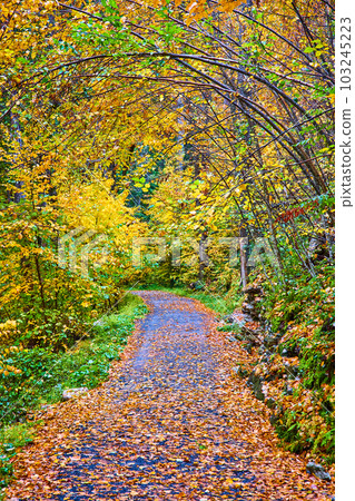 Leaves covering hiking path through woods with trees arching over in peak fall 103245223