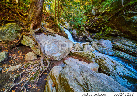 Exposed roots of tree over boulders by cliffs with waterfall into river of lush mossy forest 103245238