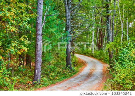 Dirt road curves through a beautiful green and lush forest scene Dirt road curves through a beautiful green and lush forest scene 103245241