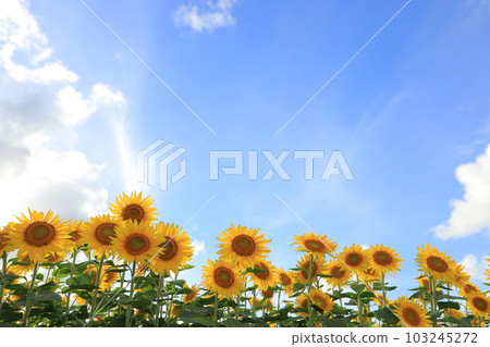 Sunflower field 103245272
