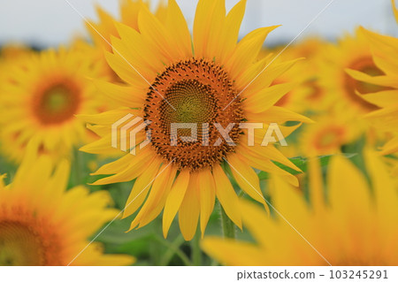 Sunflower field Sunflower field 103245291