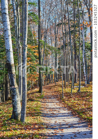 Forest hiking trail through the woods in late fall with leaves on the ground 103245327