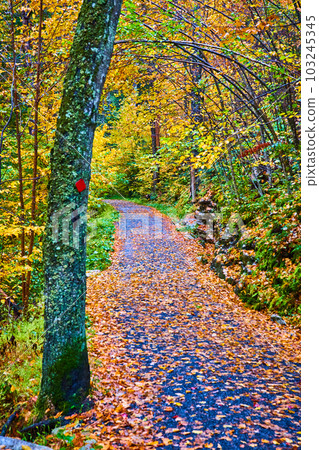 Forest with hiking path covered in fall leaves and trail marker on nearby tree 103245345