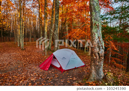 Orange leaves litter ground in beautiful late fall forest with red and white camping tent set up at campsite Orange leaves litter ground in beautiful late fall forest with red and white camping tent set up at campsite 103245390