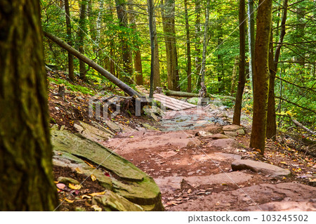 Peaceful forest trail through woods with board plank bridge 103245502
