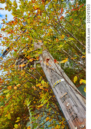 Looking up at telephone pole with brush and fall trees growing over Looking up at telephone pole with brush and fall trees growing over 103245503