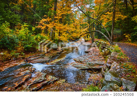 Stunning yellow leaved tree hangs over river with waterfall and fall leaves covering trail Stunning yellow leaved tree hangs over river with waterfall and fall leaves covering trail 103245508