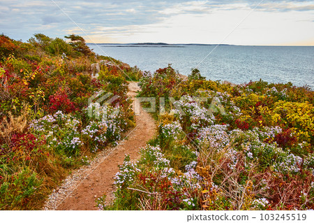 Simple dirt path through fields of flowers leading to the ocean coast 103245519