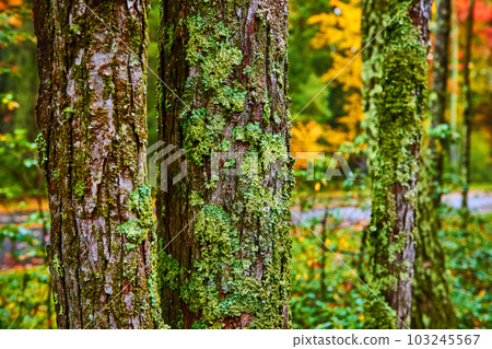 Trio of trees in detail covered in moss and lichen 103245567